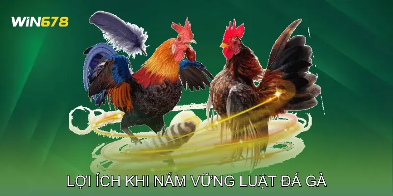 Lợi Ích Khi Nắm Vững Luật Đá Gà